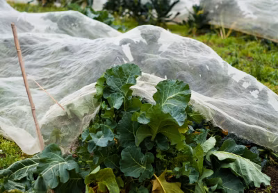 Filet anti-insectes 50gr/m² 2.1m x 10m Cristal